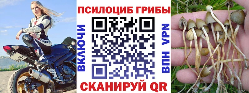 Псилоцибиновые грибы мицелий  что такое   Городец 